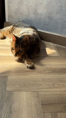 Bengal cat spotted resting on sunlit wooden floor