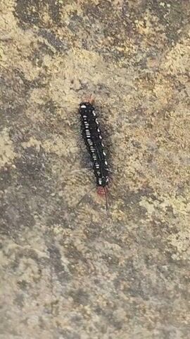A close-up shot displays a black and white caterpillar crawling on a textured, light brown surface. The caterpillar has red accents on its head and tail.  Background sounds include indistinct vocalizations.