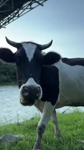 A black and white cow stands in tall grass by a river. The cow is looking directly at the camera, with its mouth open. Behind the cow, a bridge can be seen. The sky is clear and blue.