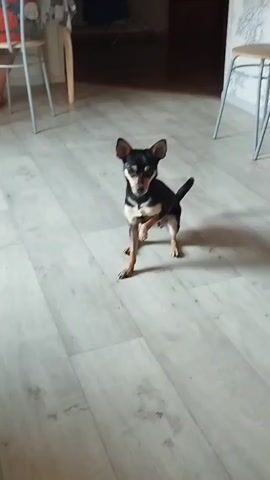 A small black and tan dog stands on a light-colored laminate floor, facing the camera with its tail raised. The dog appears to be a Miniature Pinscher. In the background, a wooden chair with a blue patterned cushion is visible to the left, and a portion of a kitchen counter with items on it can be seen. To the right, a white chair with a metal frame is partially visible. The dog then turns and runs out of frame. In a subsequent shot, the dog is seen further in the background, appearing to carry a pink object. The lighting suggests an indoor setting, possibly a home.