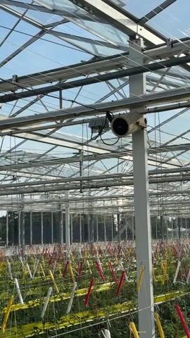 This video shows the interior of a large greenhouse with a metal frame and a transparent roof. Rows of plants are visible below, supported by a yellow netting system. Many of the plants have colorful tags or markers, predominantly red and yellow, attached to them. A white industrial fan or ventilation unit is mounted on a vertical support post, high up within the greenhouse structure. The overall impression is of a modern, controlled agricultural environment.