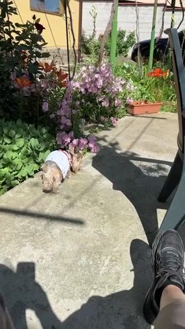 A small dog, appearing to be a Yorkshire terrier, wearing a blue and white striped shirt with red trim, is standing on a concrete surface next to a flower bed. The dog has its head down and is sniffing the ground. The flower bed contains various flowers including pink evening primroses and orange lilies. Behind the flower bed is a yellow building, foliage, and a glimpse of a black vehicle. A person's foot in a black sneaker and part of a green chair are visible in the foreground. The scene is illuminated by sunlight, casting shadows of the chair and the person's foot.