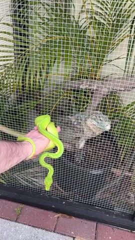 A person's hand, wearing a yellow bracelet, holds a bright green snake partially inside a wire enclosure. Behind the snake, a grey-green lizard is perched on a branch within the enclosure, which contains green foliage. The scene appears to be outdoors, indicated by the brick-like ground and a shadow on the lower edge of the frame.