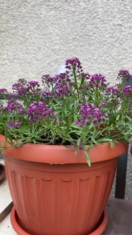 The video displays a close-up shot of two terracotta pots filled with blooming flowers. The pot on the left contains a plant with numerous small, purple flowers. The pot on the right features a plant with larger, vibrant pink and white flowers. The background consists of a textured, light-colored wall and a dark metal railing. The camera slowly pans from left to right, focusing on the different flowers in each pot. There are no people or animals visible in the video. The lighting appears to be natural, suggesting an outdoor setting.