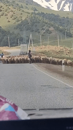 Sheep flock blocks mountain road in Tajikistan
