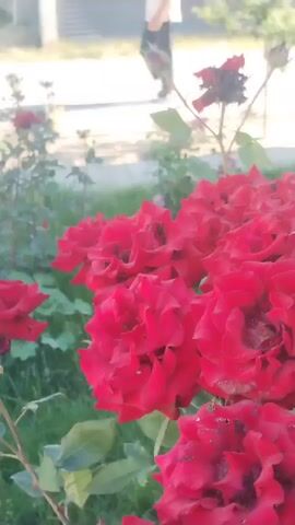 The video shows a cluster of red roses in full bloom, set against a backdrop of greenery and a blurry figure walking on a paved area in the distance. The roses are the focal point, displaying a deep red hue and intricate petal arrangements.  Some of the blooms appear slightly aged, with some wilting on the petals. The background features green foliage, likely from the rose bush itself and other surrounding plants. The person in the background is walking away from the camera, their form indistinct. The overall environment appears to be outdoors, possibly in a garden or park.