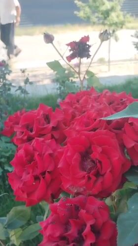 Red roses bloom in Chardara, Uzbekistan garden setting