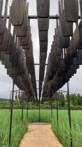 This media file showcases an outdoor art installation in a natural setting. The primary subjects are a pathway made of wooden planks leading through tall, green reeds or grass. Above the pathway, suspended from a black metal frame, are numerous dark wooden objects that resemble oars or paddles. These are arranged in two parallel rows, creating a visually striking corridor effect. The installation extends into the distance, with the reeds forming a dense backdrop, and further still, a line of trees is visible against a cloudy sky.

The activity or event taking place is not explicitly depicted, but the scene suggests a place of contemplation or exploration, perhaps a nature reserve or park designed to showcase art within its environment.

Notable details include the time of day, which appears to be overcast and possibly late afternoon or early morning given the diffused light. The weather is cloudy, contributing to a somewhat subdued atmosphere. The location cues are consistent with a rural or natural landscape, likely near water given the reeds, and the art installation itself is a significant detail. The emotions evoked are a sense of tranquility, wonder, and perhaps a touch of melancholy due to the overcast sky and dark materials.

There is no visible text in the media file. The context provided places this scene in Lakhdenkiulya, Russia.