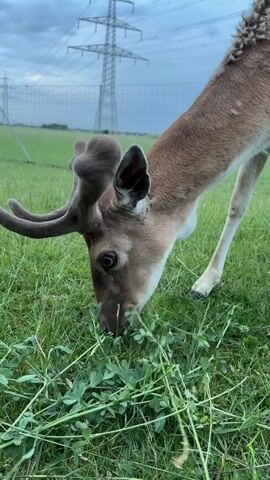 A deer with antlers is grazing on a grassy field. The deer is brown with white spots. The antlers are brown and branched. In the background, there is a power line tower and a fence. The sky is cloudy.