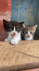 Two kittens spotted behind wooden structures in Venezuelan village