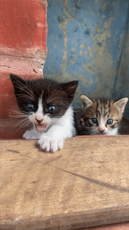 Two kittens spotted behind wooden structures in Venezuelan village