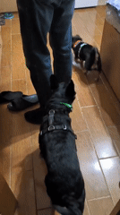 Two harnessed dogs back inside after a muddy walk, Mykolaiv