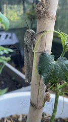 Grasshopper spotted in Rome garden setting, moves between plants