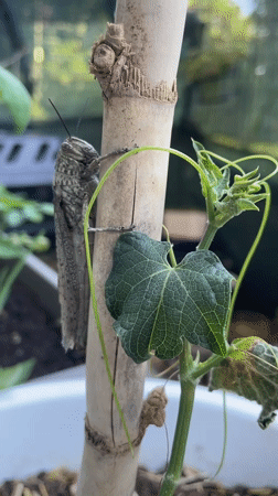Grasshopper spotted in Rome garden setting, moves between plants