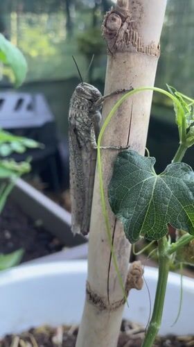 Grasshopper spotted in Rome garden setting, moves between plants