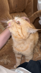 Orange tabby cat enjoys petting session in Chaikovsky, Russia
