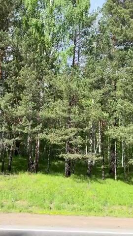 A video taken from a moving vehicle shows a dense forest on a sunny day. Tall pine trees with green needles dominate the scene, with some lighter-barked trees, possibly birch, interspersed among them. The forest floor is covered in bright green grass. A gray, unpaved road or path is visible in the foreground, with a white line marking its edge. The perspective suggests the camera is looking out of a side window as the vehicle travels parallel to the tree line.
