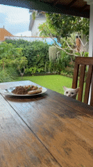Cat watches food while women gather in rustic kitchen
