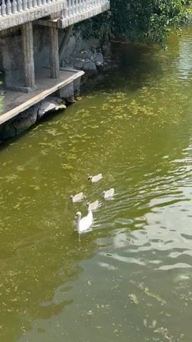 A high-angle shot shows a white adult swan swimming in green water, followed by four gray cygnets. The water is covered in a film of algae. To the left, a concrete structure with columns and a railing extends over the water. Trees and foliage are visible on the far bank. The swans are moving from right to left across the frame.