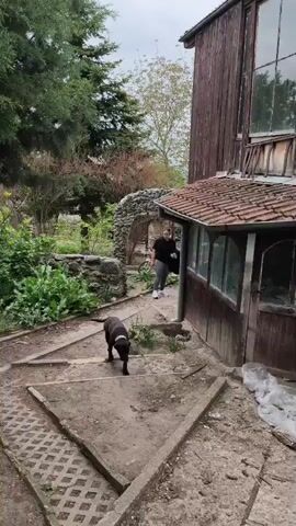 The video shows an outdoor space that appears to be a garden or yard. A person walks in the background near a building with a tiled roof and a sunroom attachment. A black dog walks on a path towards the camera. The camera pans around to show a stone wall, various gardening tools and supplies scattered around, and a small birdhouse. The area is partially shaded by trees. The overall impression is one of a somewhat disorganized but potentially charming outdoor space.