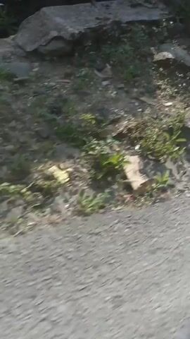 A short video shows a person walking down a dusty, uneven path. The path is lined with vegetation on one side and what appears to be a low wall or barrier on the other. The person is not visible in the frame. The camera is in motion, giving a sense of movement. The environment appears to be rural or semi-rural, with some structures visible in the background, possibly houses. The lighting suggests it is daytime, and there is some glare from the sun.
