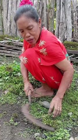 A middle-aged Southeast Asian woman wearing a red floral outfit and flip-flops is crouching down in a garden. She has a pink flower in her hair and is using a sickle to cut grass and weeds. She blows away some dirt and debris before continuing to cut the grass. Behind her is a fence made of wooden planks.