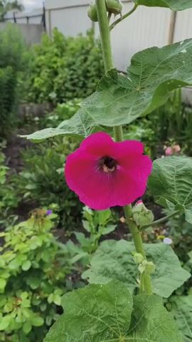 The video shows a close-up of a bright pink hollyhock flower with a bee inside its petals. The bee is partially obscured by the pollen-covered center of the flower. The background is a blur of green foliage and a white fence. The camera slowly zooms out, revealing more of the hollyhock plant, which has several buds and smaller flowers along its tall stem. The plant is growing in a garden setting, with other plants and the fence visible in the background. The lighting is soft and natural, suggesting it was filmed outdoors during the daytime.