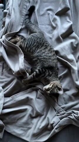 A video shows a brown tabby cat lying on a gray blanket. The cat is mostly out of focus, but as the camera moves, a dead mouse is revealed lying on its back next to the cat's paws. The mouse is white with some gray fur. Its limbs are splayed out, and there appears to be a bloody area on its abdomen. In the background, there are other items such as a pen, a water bottle, a lighter, and a wooden object on a gray surface with a patterned texture.
