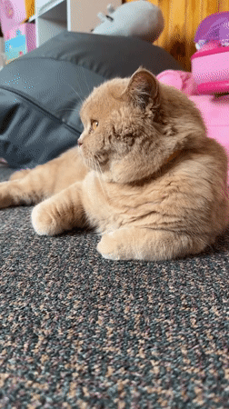Cats relaxing on carpet, caught mid-lounge