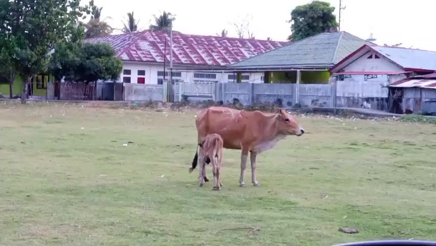 A cow and its calf stand in a grassy field. The cow is brown and has white markings on its back. The calf is smaller and lighter brown. They are standing near some buildings. The sky is cloudy and the sun is setting.