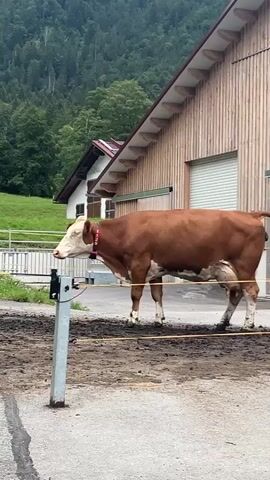 A brown and white cow stands in a muddy enclosure in front of a wooden barn with a red-tiled roof. The cow is wearing a red collar. Behind the barn, a tree-covered mountain is visible. The ground is paved in the foreground and a dirt path behind the cow. The cow is facing left and looking slightly down.