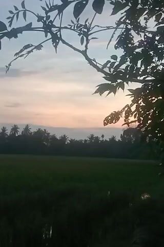 The video shows a time-lapse of a sunset over a field. The foreground is dominated by the silhouette of tree branches with leaves against a pastel-colored sky, transitioning from light blue at the top to soft pinks and oranges near the horizon. In the mid-ground, a dense line of dark trees, likely palms, forms a treeline. The background is a vast, dark green field, possibly rice paddies, with some areas reflecting the sky, suggesting it might be flooded. The overall impression is a serene and natural landscape at dusk.
