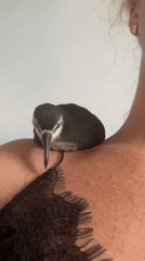 Bird perches on person's shoulder in Nusa Dua