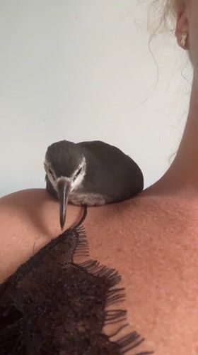 Bird perches on person's shoulder in Nusa Dua