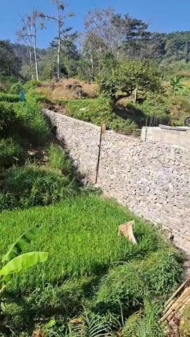 The video opens with a view of a hillside under a clear blue sky. A retaining wall constructed from stones is visible on the left side of the frame, supporting a grassy slope above. Below the retaining wall, a patch of bright green grass, likely a rice paddy, occupies the lower left corner. A banana leaf is prominently displayed in the foreground. The retaining wall extends towards the right, where it meets a concrete structure that appears to be part of a bridge under construction. Wooden scaffolding and rebar are visible, indicating ongoing work. A motorcycle is parked near the construction area. As the video progresses, the camera pans to the right, revealing more of the bridge construction. The retaining wall continues, and more scaffolding is visible. The background consists of lush green trees and vegetation covering the hills. The camera then shifts focus to a black pickup truck with the words "PENGEDAR PASIR" written in green on its side. A person wearing an orange shirt and blue pants is using a shovel to load dirt or sand from the truck bed onto a pile on the ground. The truck is positioned on a road next to the construction site. Several concrete pillars with blue and white stripes are placed along the edge of the road. The video concludes with a wider shot of the scene, showing the truck and the person working, with the ongoing construction and the natural landscape in the background.