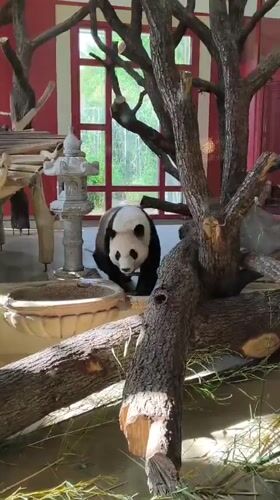 Giant panda eating bamboo and roaming its enclosure
