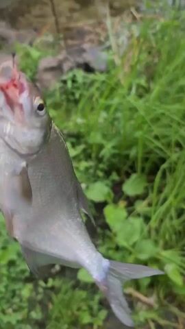 A fish is hooked on a fishing line and is being pulled out of the water. The fish is silvery with a pinkish belly and its mouth is open, revealing a hook with some bait still attached. The background is blurred, but appears to be a natural setting with green foliage and water. The fishing rod is visible, extending from the top left of the frame. The fish is wriggling and struggling as it is lifted out of its environment.