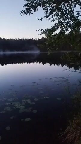 This video captures a serene natural landscape at dawn. The scene is dominated by a tranquil lake, its surface reflecting the soft light of the pre-dawn sky and the dark silhouette of a dense forest lining the opposite shore. A faint mist hovers over the water near the treeline, adding an ethereal quality to the scene. Lily pads dot the dark water closer to the viewer, suggesting the lake's shallowness in this area. In the foreground, the edge of the lake is visible with some dry grass and the bottom of a wooden structure. Overhead, branches with leaves, likely from a nearby tree, frame the top right portion of the shot, their dark forms contrasting with the pale sky. The overall mood is peaceful and quiet, evoking the stillness of early morning in a remote, natural setting. The lighting indicates that it is either very early morning or late evening. There is no visible text in the video.