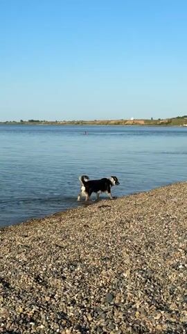 The video shows a serene outdoor scene on a sunny day. A medium-sized dog with black, white, and brown markings walks along the shoreline of a pebble beach, partially submerged in the shallow water. The dog appears to be sniffing the ground or the water's edge, exploring its surroundings.

The beach is composed of small, rounded, light-colored pebbles that stretch from the water's edge up a gentle slope. The body of water, likely a wide river or estuary, is calm and appears light blue-green, reflecting the clear sky. In the distant background, the opposite shore is visible, featuring a low, green-covered bank with a few scattered buildings and a prominent white structure on a hilltop, possibly a monument or lighthouse. A faint human figure can be seen swimming further out in the water.

The sky is a clear, cloudless blue, suggesting good weather. The bright, even lighting indicates either morning or late afternoon. On the beach to the right of the dog, a yellow floatation device or towel is laid out, and parts of a person's legs are visible near it, suggesting someone is relaxing nearby. The overall atmosphere is peaceful and tranquil. There is no visible text in the frame.