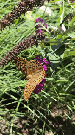 Neighborhood walk turns up flowers, butterflies, dogs, and oddities