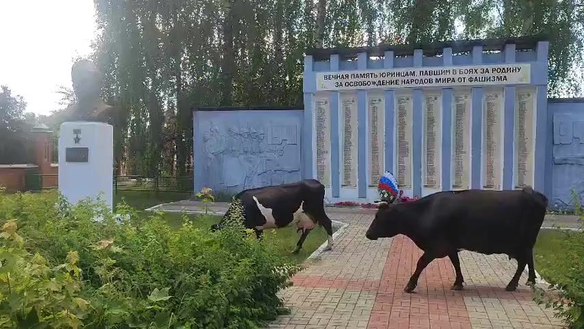 The video shows two cows in an outdoor environment. One cow is black and white, the other is solid black. They are grazing on grass near a paved walkway. In the background, there is a monument with a bust on the left and a large wall with inscriptions and bas-reliefs on the right. The monument appears to be a war memorial. The black cow has a Russian flag attached to its back. The scene is illuminated by sunlight, suggesting it is daytime.