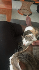 Person relaxes with two sleeping cats on couch in Kenya