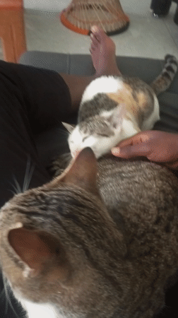Person relaxes with two sleeping cats on couch in Kenya