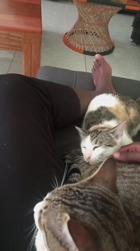 Person relaxes with two sleeping cats on couch in Kenya