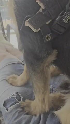 A close-up video shows a person sitting outdoors, with a dog standing next to them, partially on their lap. The person is wearing light blue ripped jeans, and their legs are visible. The dog, which appears to be a black and tan breed with long fur, is wearing a black harness or brace with multiple straps across its back.

Initially, the dog's back is to the camera, with its rear paws resting near the person's knees. The camera then pans up and around the dog, revealing its side and face. The dog has white whiskers and is looking intently towards something beyond the frame, possibly out from a balcony or patio. In the background, a metal railing and blurred buildings of what appears to be a residential or urban area are visible. The lighting suggests it is daytime. No text is visible. The setting is Agii Anargiri, Greece.