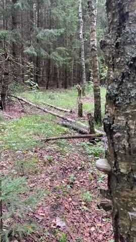 A video shows a forest scene. In the foreground, the bark of a birch tree is visible on the right side of the frame, with a white fungus growing on its trunk. The ground is covered with fallen leaves and green foliage. In the background, a dense forest of pine trees stretches into the distance, with several fallen logs lying on the forest floor. The lighting suggests an overcast day or dusk. There are no people or animals visible in the video.