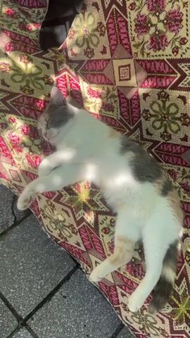 A calico cat with patches of white, gray, and orange is sleeping on a colorful patterned textile. The textile has a geometric design with red, pink, yellow, green, and brown colors. The cat is lying on its side, with its paws tucked in. Sunlight is casting shadows on the cat and the textile. The background is blurred, but appears to be an outdoor setting with a gray surface, possibly pavement, visible on the left. The video is a close-up shot that zooms in slightly on the sleeping cat.