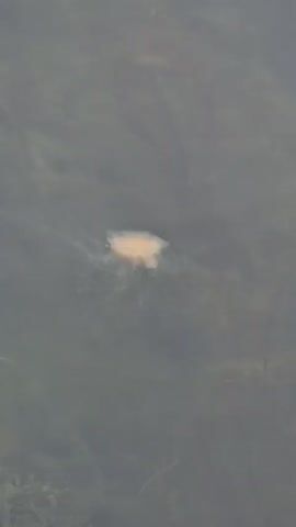 The video shows a jellyfish swimming in murky water. The jellyfish is small and appears to be translucent with a pinkish hue. It has long, thin tentacles trailing behind it. The water is dark and cloudy, with some strands of seaweed visible. The jellyfish is the only visible object in the water.