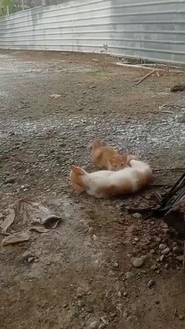 The video shows two cats playing on a gravelly surface. One cat is primarily white with orange patches, while the other is a solid orange color. The white and orange cat is lying on its back, appearing to roll around, while the orange cat is positioned on top of it, also moving. The background consists of a light-colored metal fence and more gravel. The overall impression is of playful interaction between the two felines in an outdoor, somewhat rough environment.