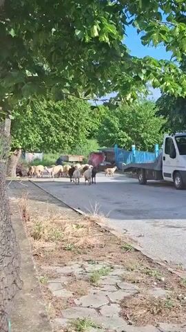 The video depicts a flock of sheep and goats moving along a concrete path bordered by greenery and a dirt area, with a person and a dog guiding them. 

The flock, consisting of approximately 15 sheep and goats of varying colors (white, brown, and black), is the focal point of the scene. They are walking from left to right, towards the center of the frame. A person dressed in dark clothing is positioned behind the animals, likely guiding or herding them. A light-colored dog is seen on the right side of the group, also apparently involved in herding.

The environment includes lush green trees providing shade over the area. A concrete path runs along the bottom of the frame. To the left, a partially visible chain-link fence is present. To the right of the path, there is an area with dry grass and weeds. Further back, behind the animals, various objects are visible, including a red metal structure, some piles of wood, and a blue truck. The sky is blue and clear.